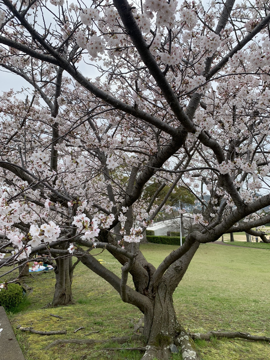 春を満喫🌸